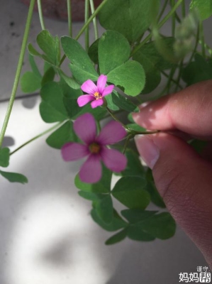 四叶草开花周期？幸运草多久开完
