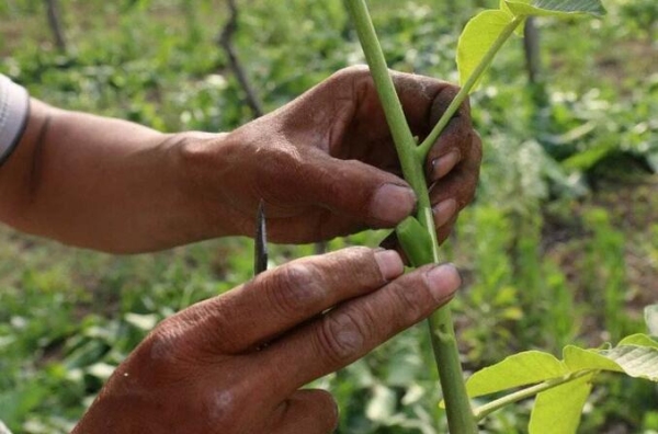 核桃树夏季芽接的时间及方法？深嵌科技培训要多久