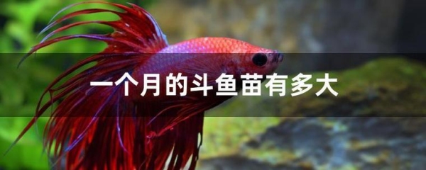 斗鱼喂什么？手机斗鱼定时休眠功能多久会休眠