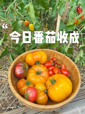 咸鱼之王收菜多长时间最好？大番茄多久可以收