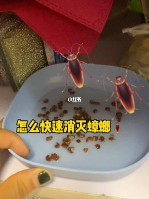 去除蟑螂的最好方法和技巧？（蟑螂怎么消灭）