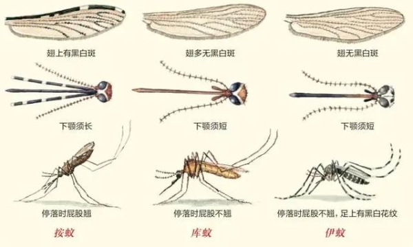 蚊子的声音是怎么发出来的？（蚊子是怎么产生的）